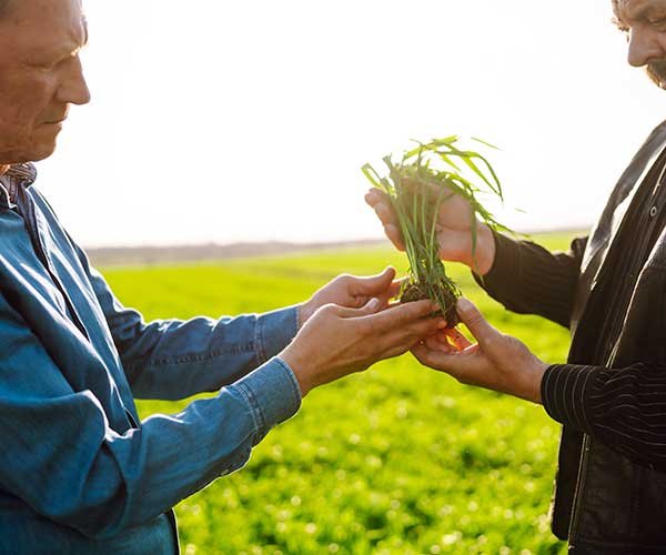 Frente a otros competidores, damos un servicio de asesoramiento al agricultor. Nuestros expertos agrónomos ayudarán y guiarán en todo momento